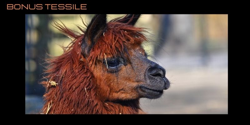 bonus tessile - redigo.info