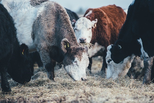 ccnl-zootecnia-redigo