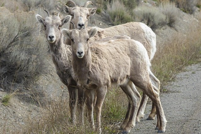 comuni montani - redigo