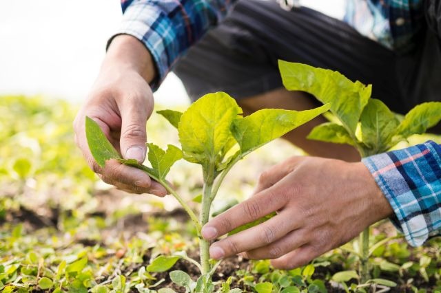 agricoltura - redigo